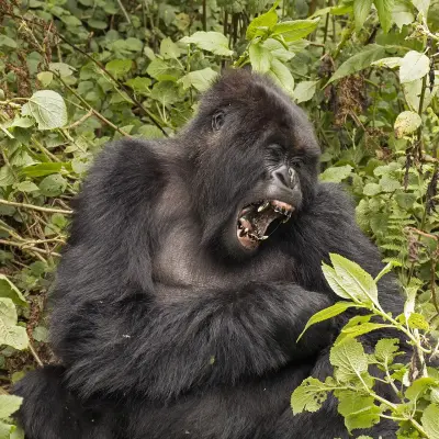 Photo of Boca Budi