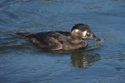 Photo of Bolsa Chica