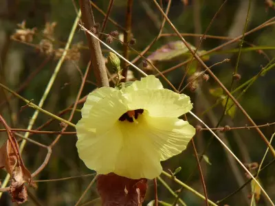 Photo of Bulak Benda