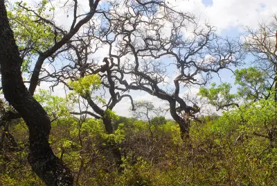 Photo of Buraco