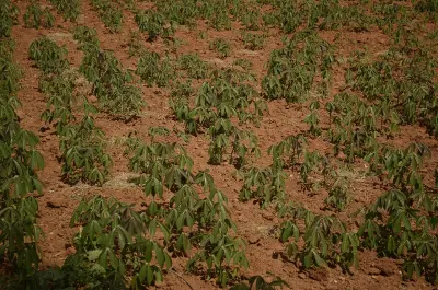 Photo of Cassava Hill