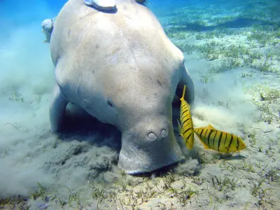 Photo of Dugong