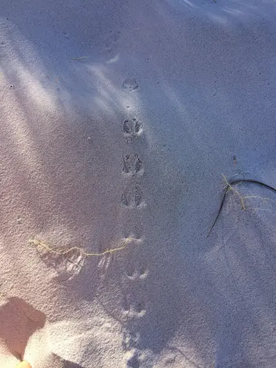 Photo of Dunes (Noordhoek)