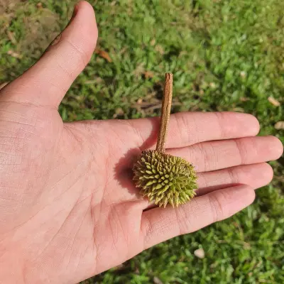 Photo of Durian