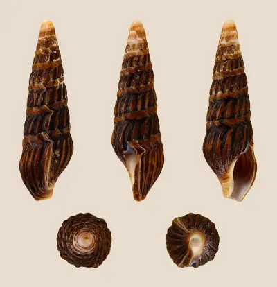 Photo of Gonubie