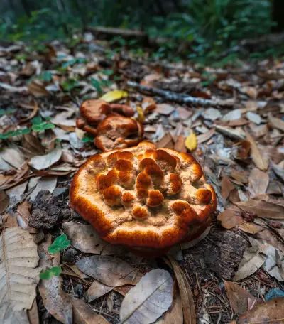Photo of Mushrooms