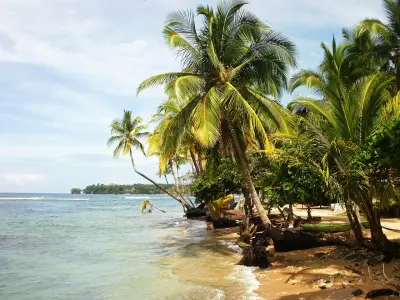 Photo of Paunch (Bocas)