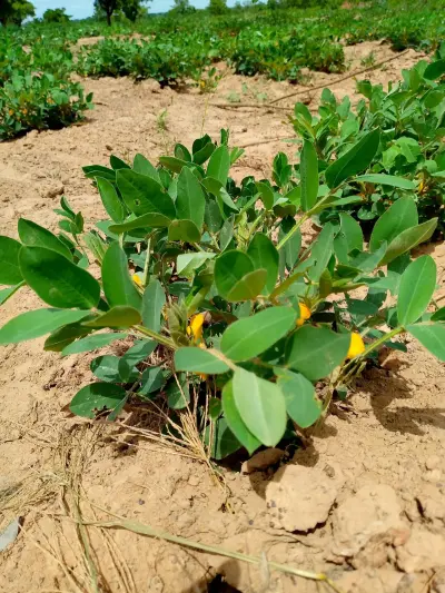 Photo of Peanut Farm