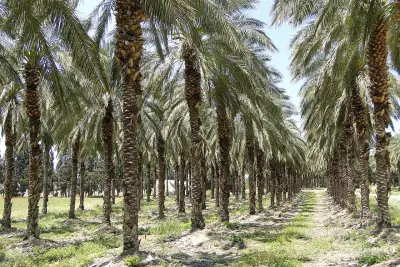 Photo of Plantations
