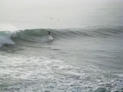 Photo of Punta de Lobos