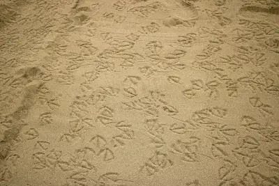 Photo of Punta Lobos (Todos Santos)