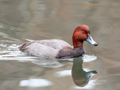 Photo of Redhead