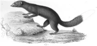 Photo of Salani