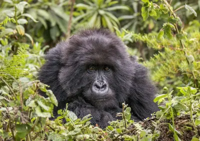 Photo of Silverbacks