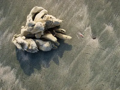 Photo of Sponge Bay