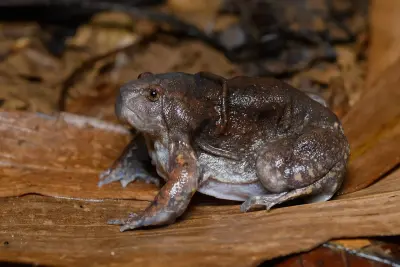 Photo of Thailand's Left