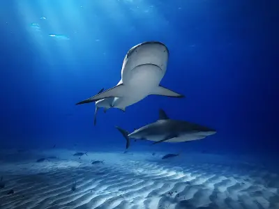 Photo of Tiger Reef