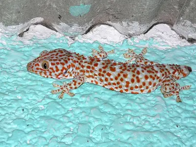 Photo of Tokeh
