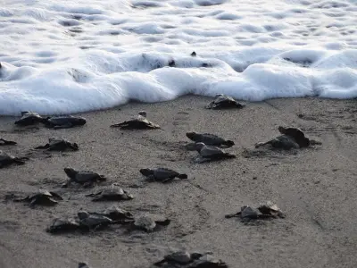 Photo of Turtles