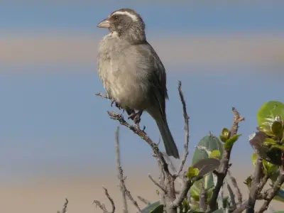 Photo of Witsand (Breede River)
