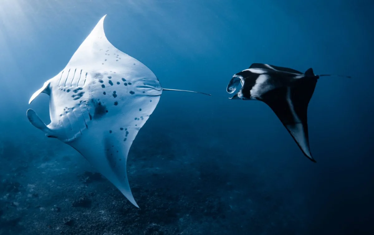 Ocean Eco Tours