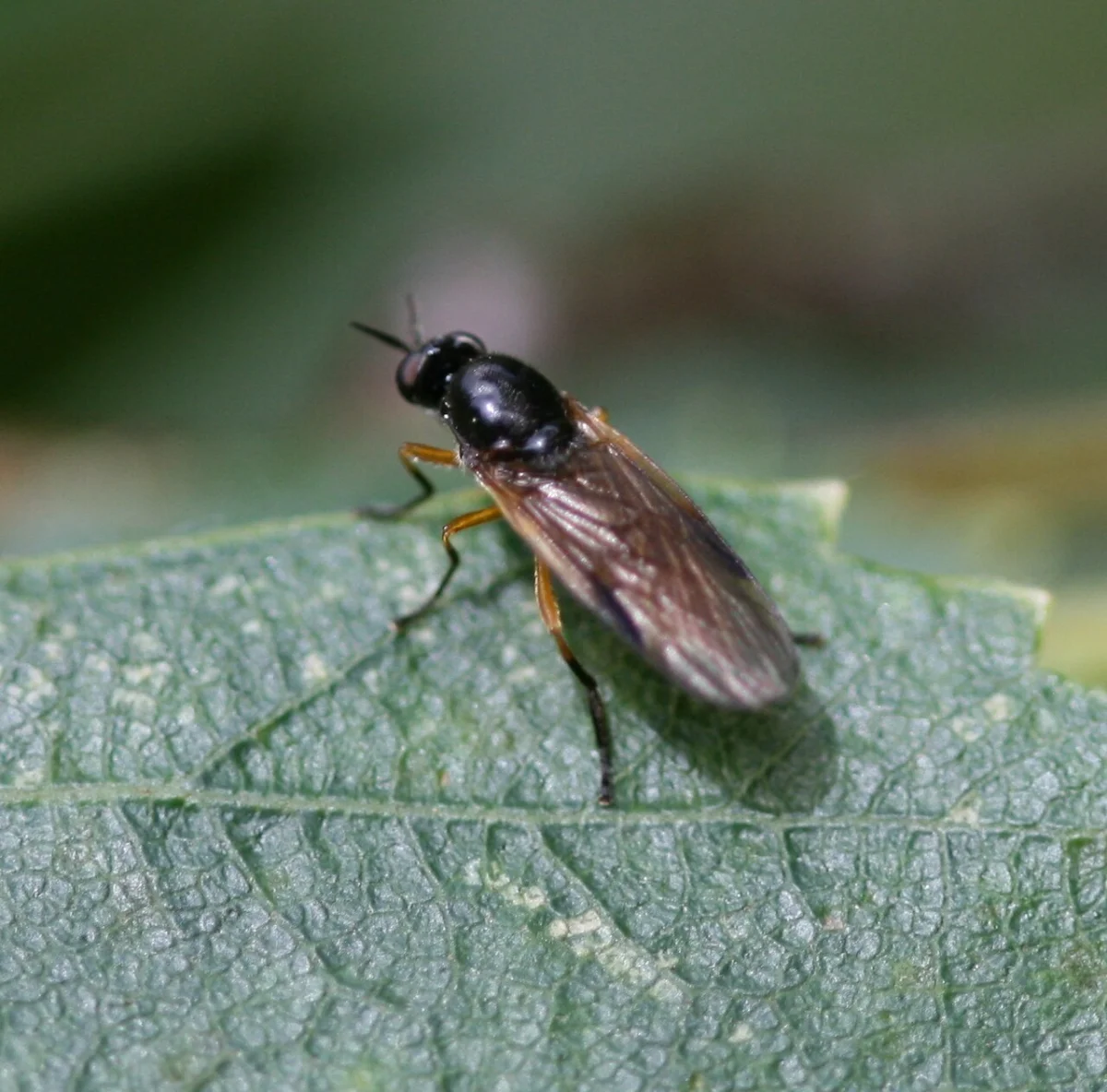 Beris