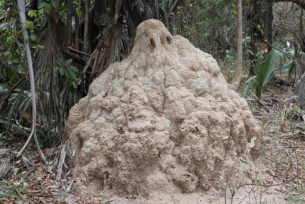 Bijilo