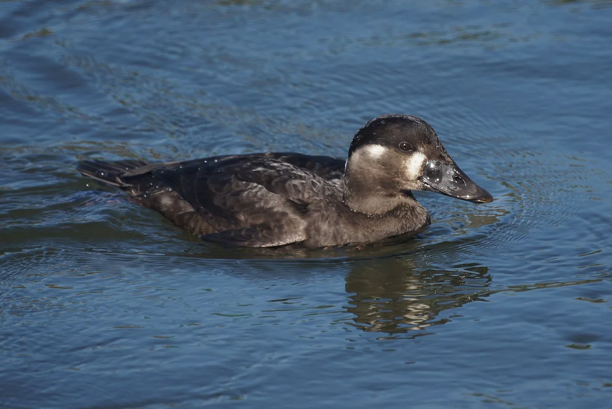 Bolsa Chica