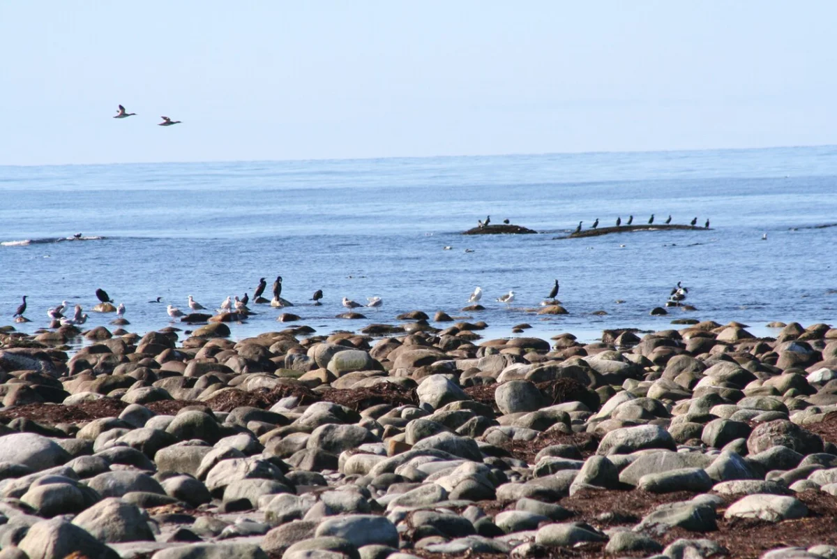 Borestranden (Jæren)