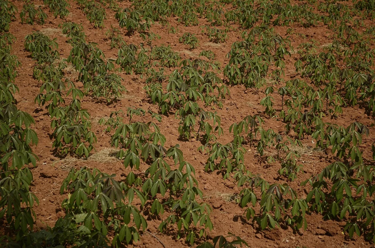 Cassava Hill