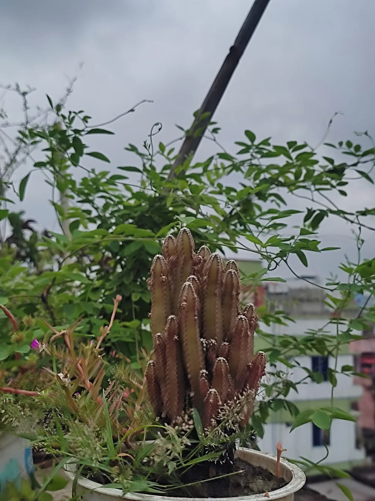 Castles (Cactus)