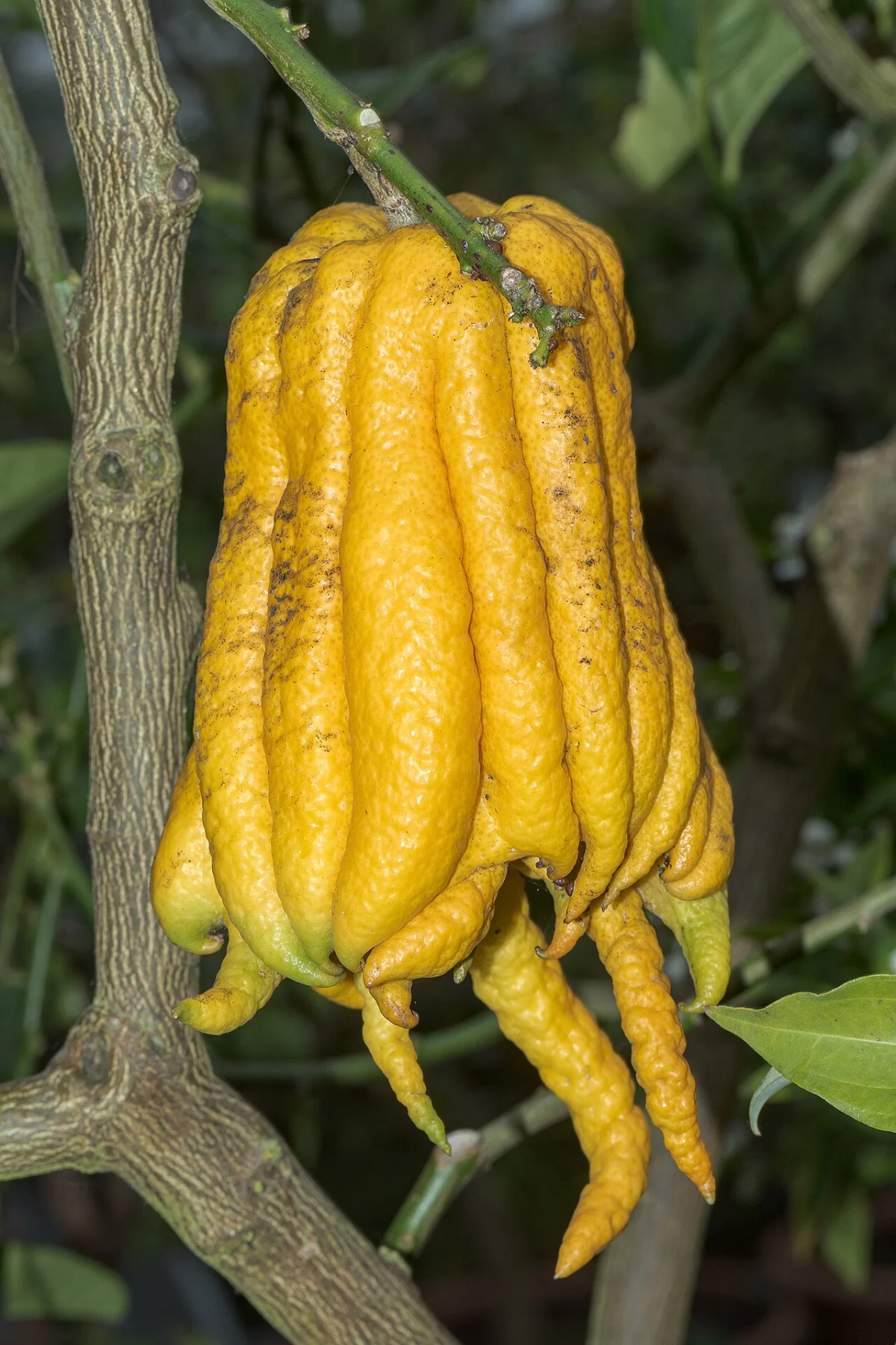 Cidreira