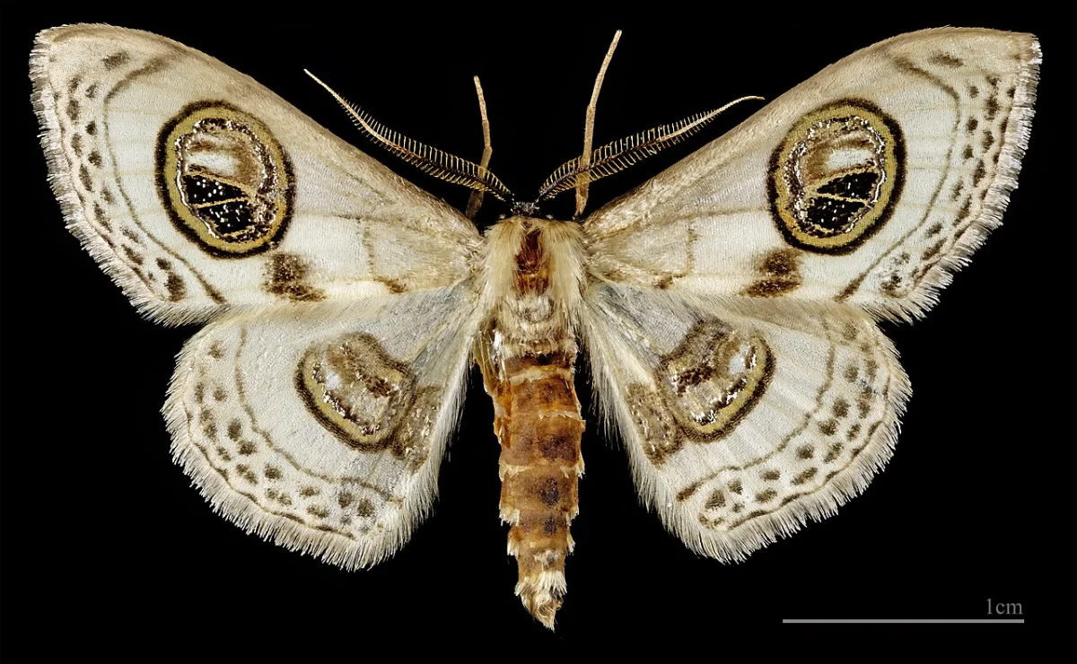 Çiralı