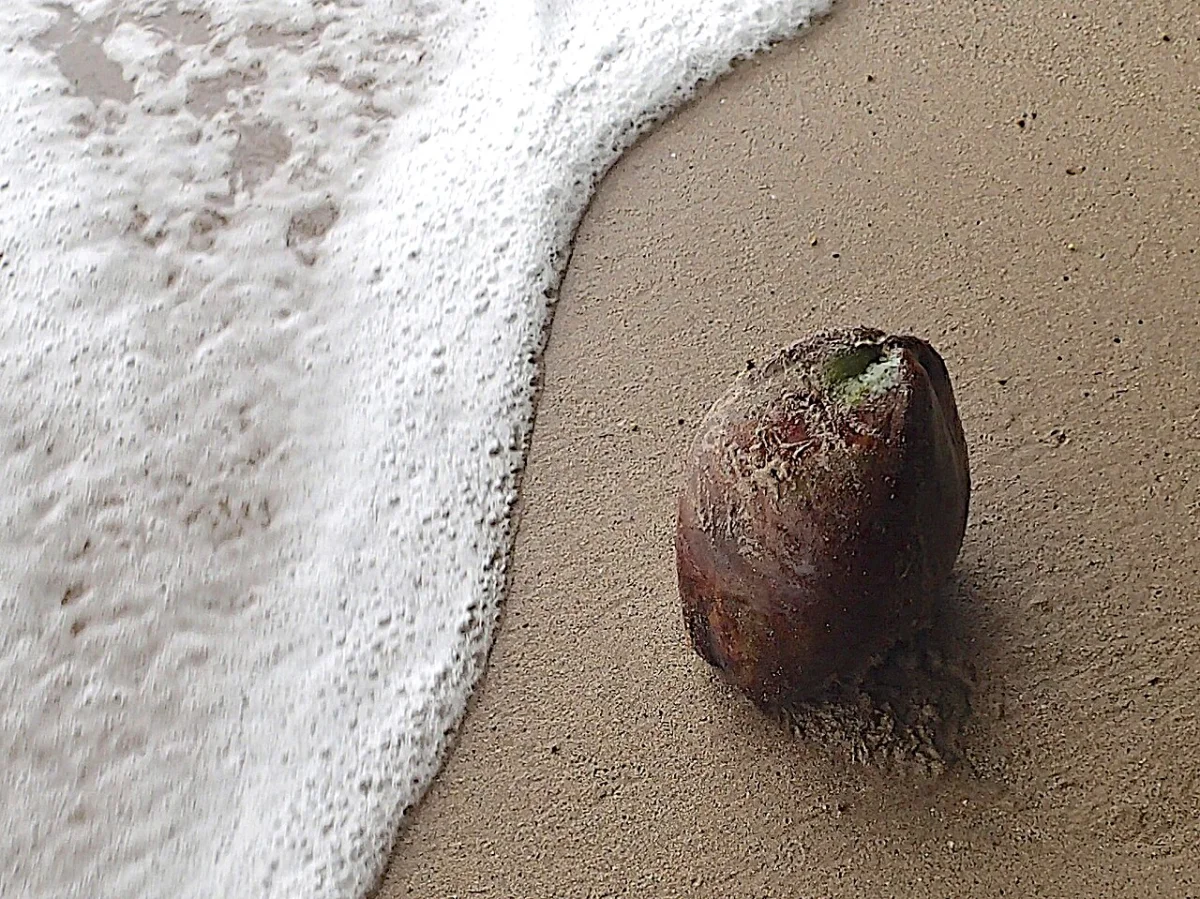 Coconuts