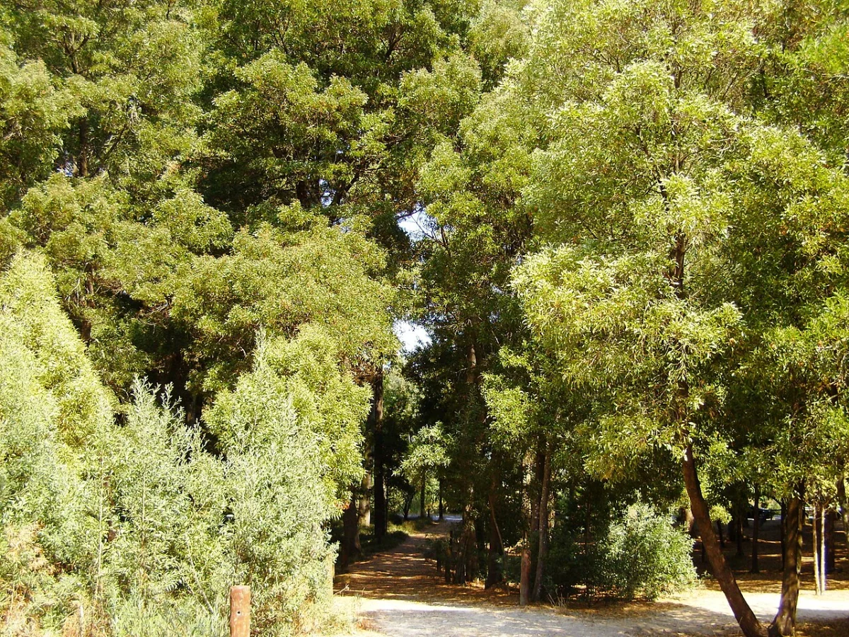 Cortegaca