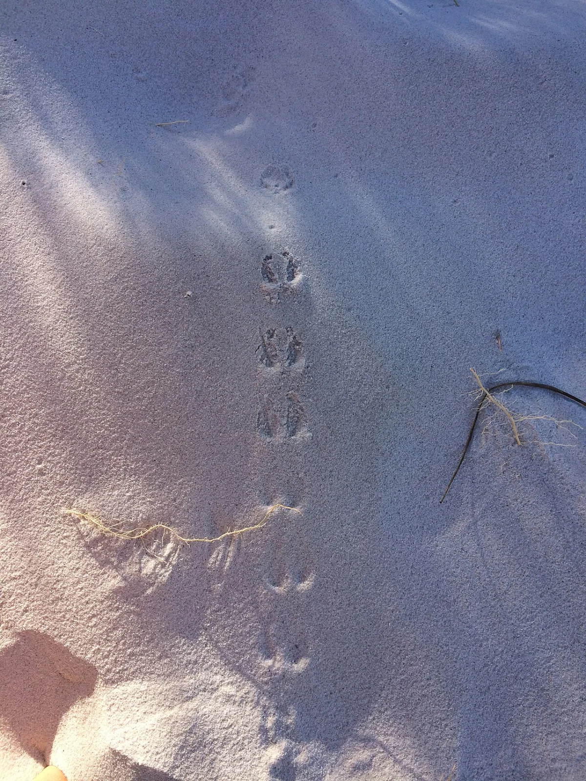 Dunes (Noordhoek)