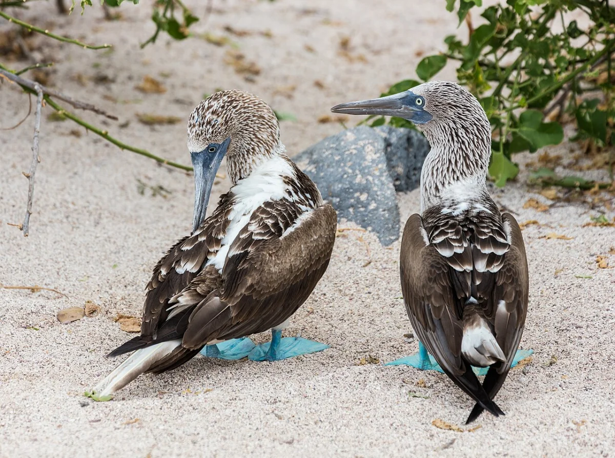 El Cañón Galápagos