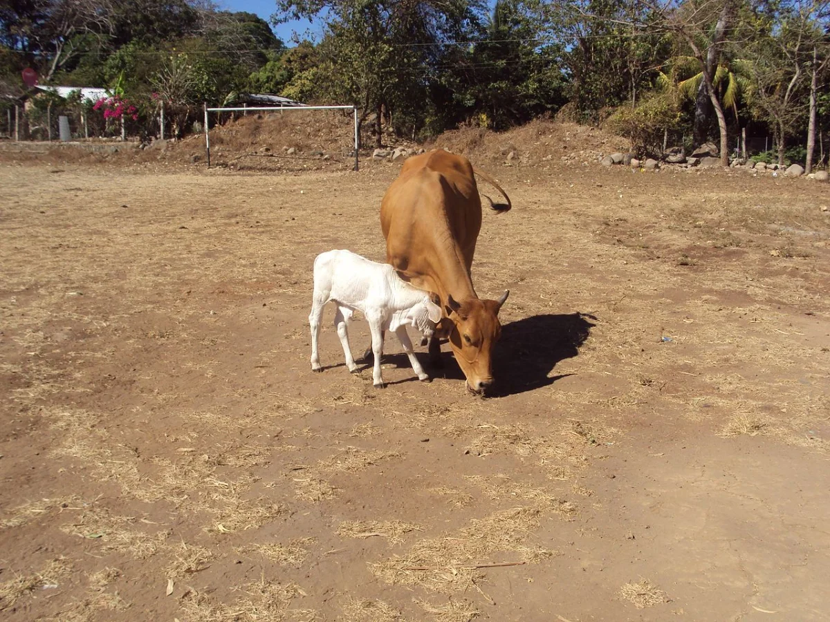 El Palmarcito