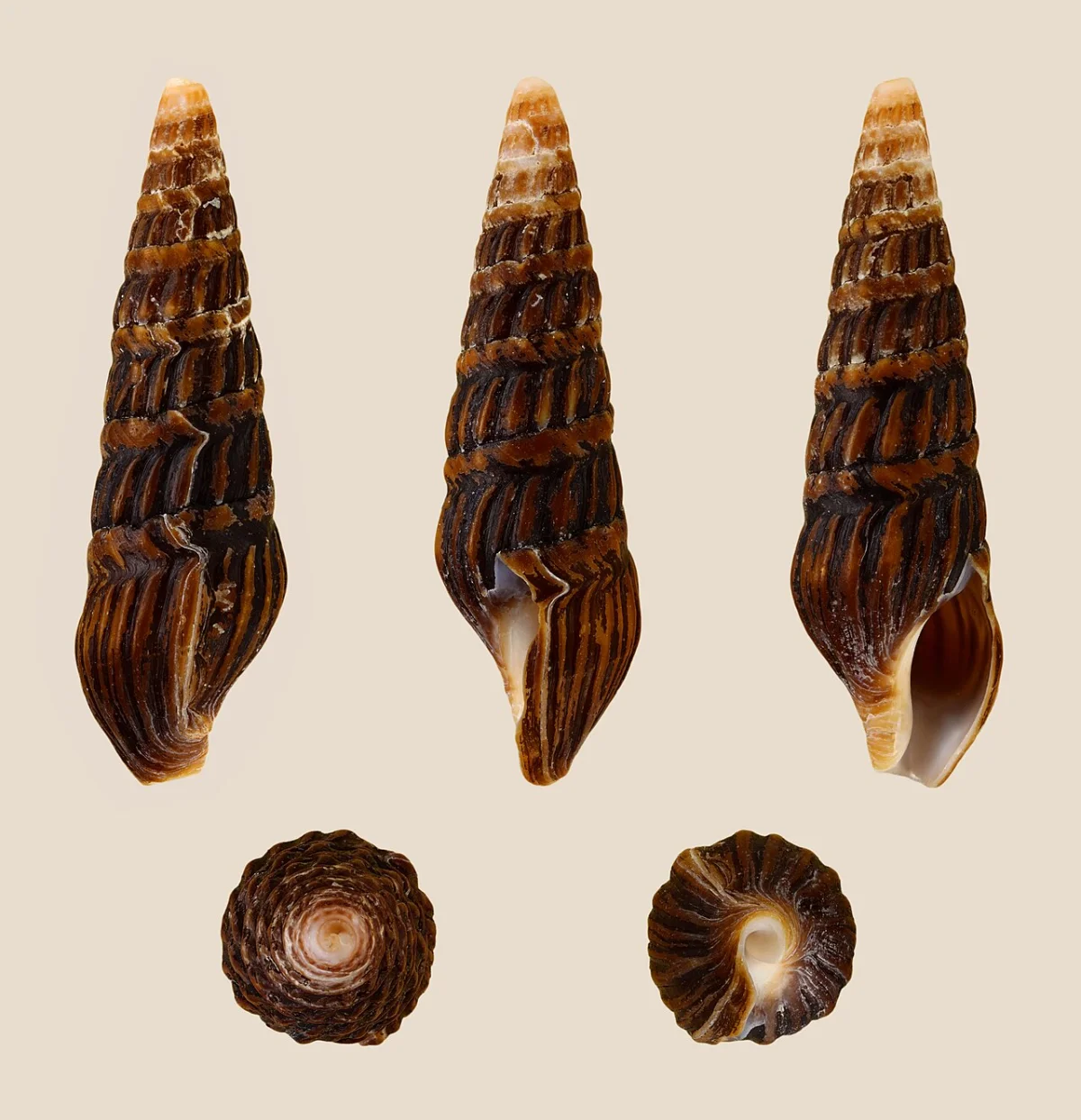 Gonubie