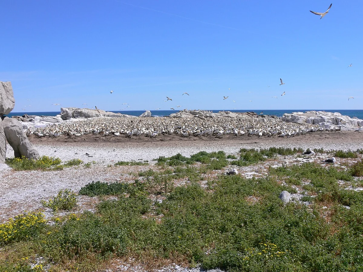 Lamberts Bay