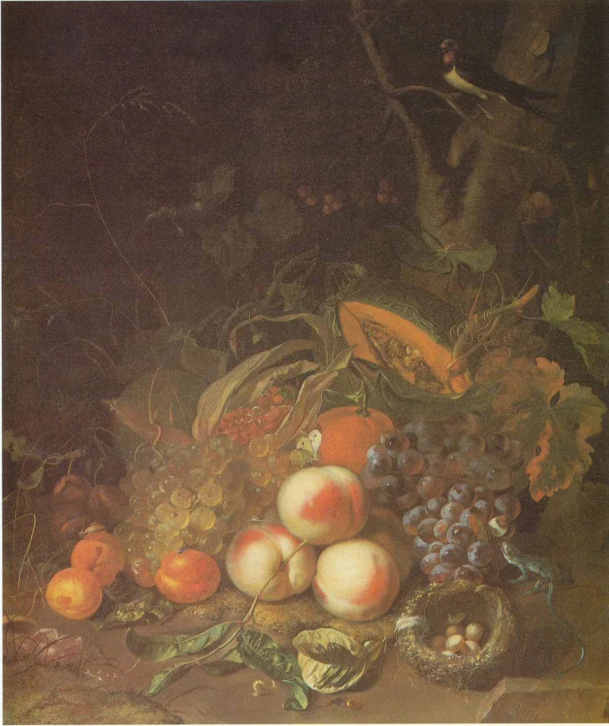 Lizards Nest