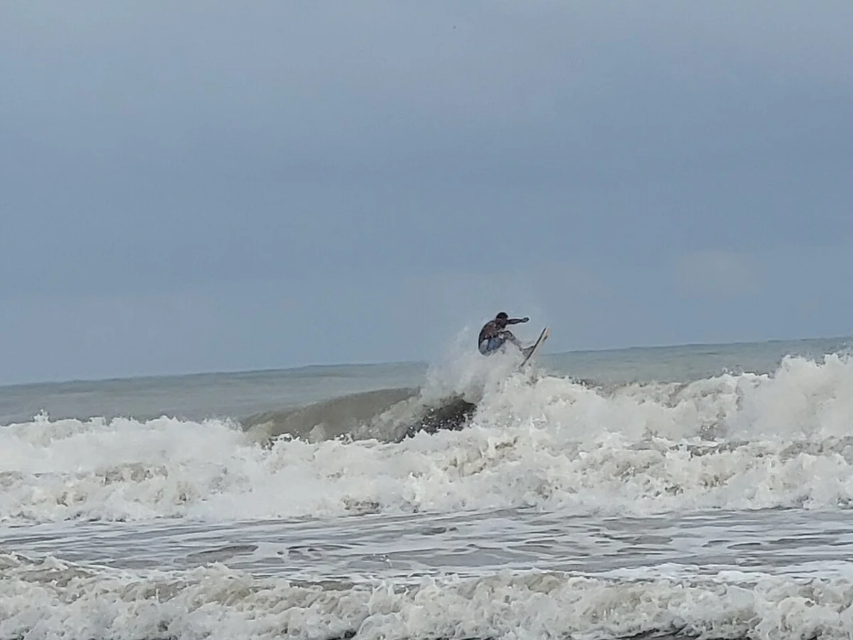 Palomino
