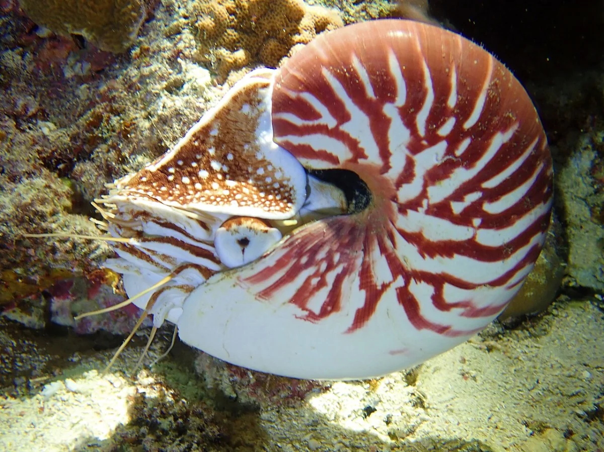 Pango (Pango Point)