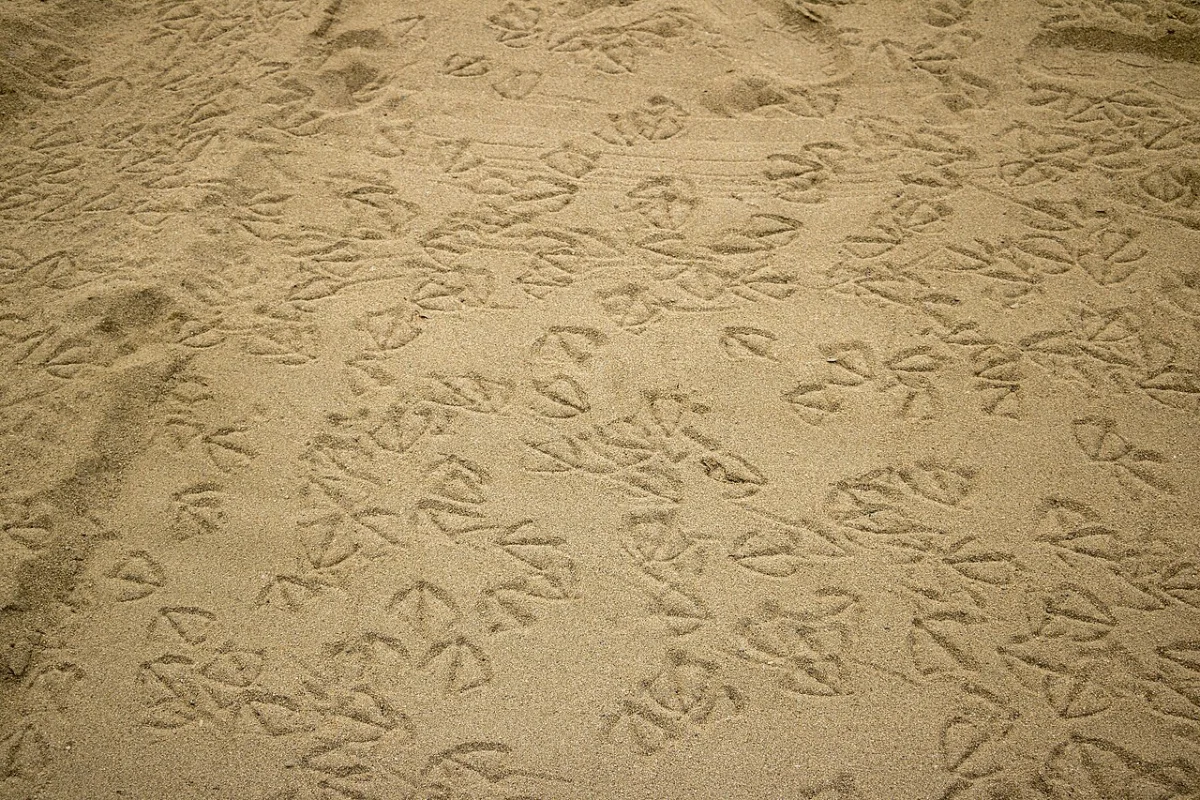 Punta Lobos (Todos Santos)