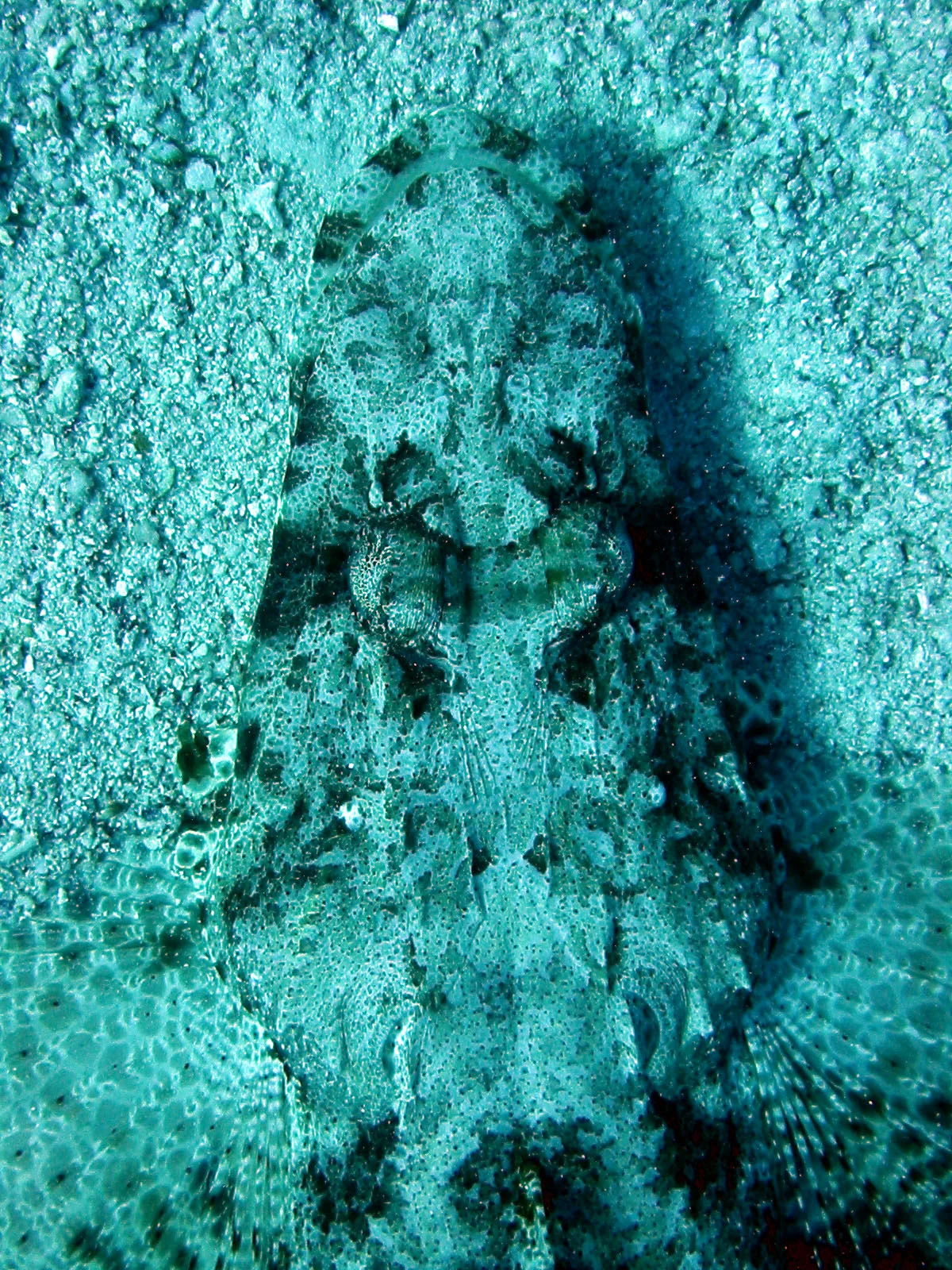 Rick's Reef