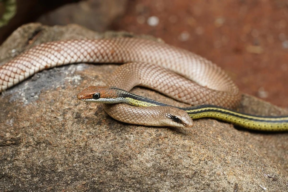 Snake Park