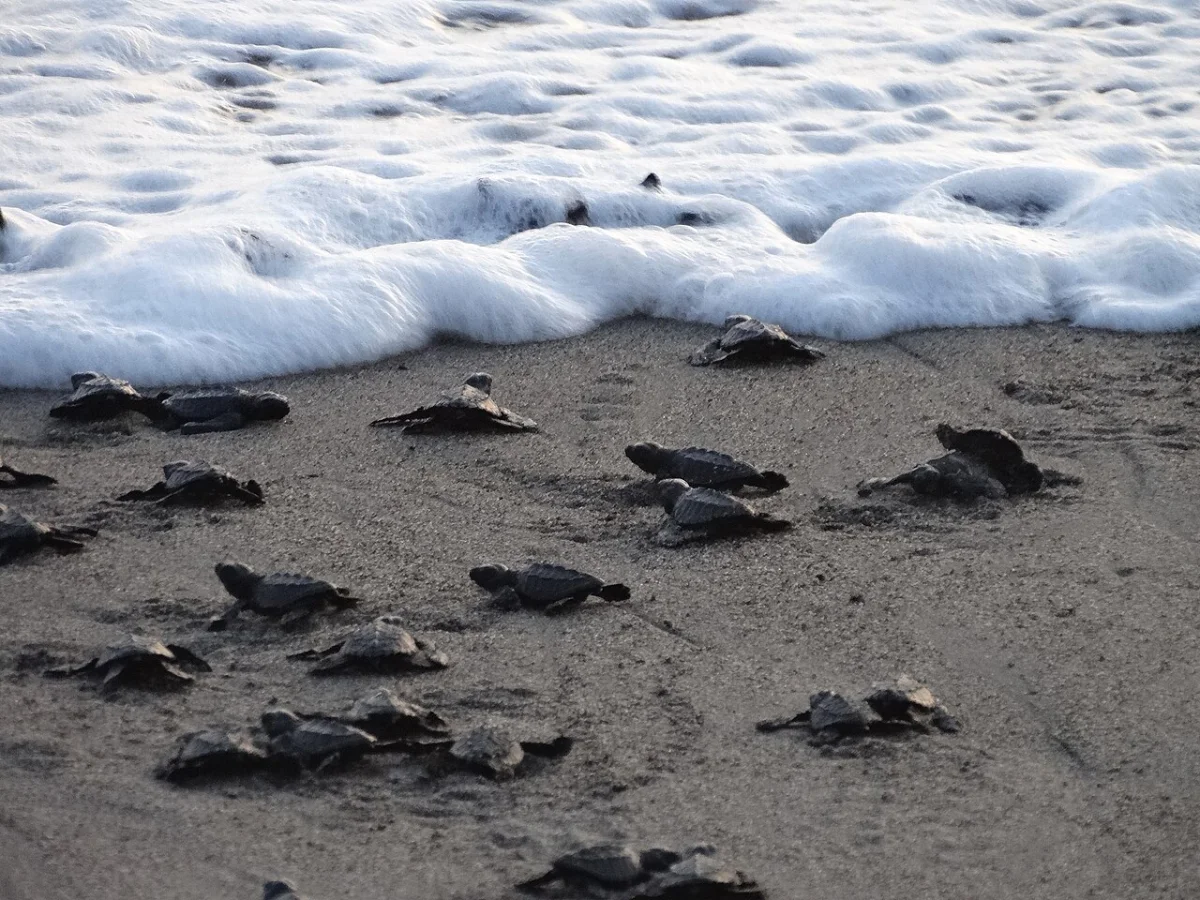 Turtles