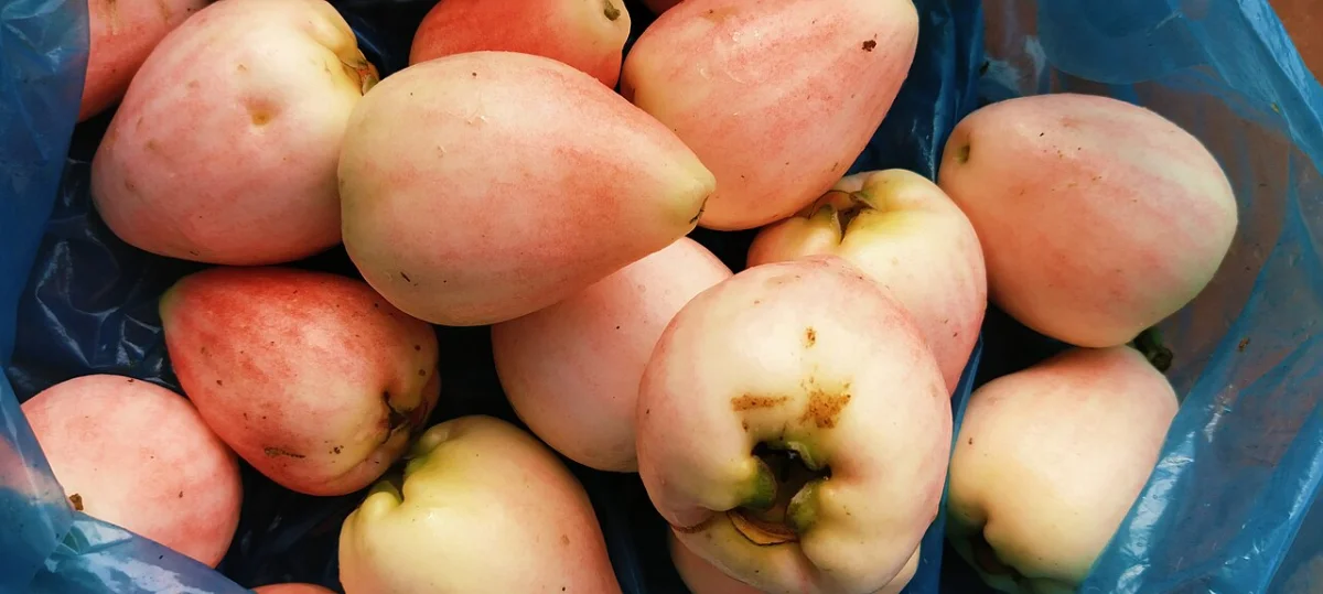 Way Jambu