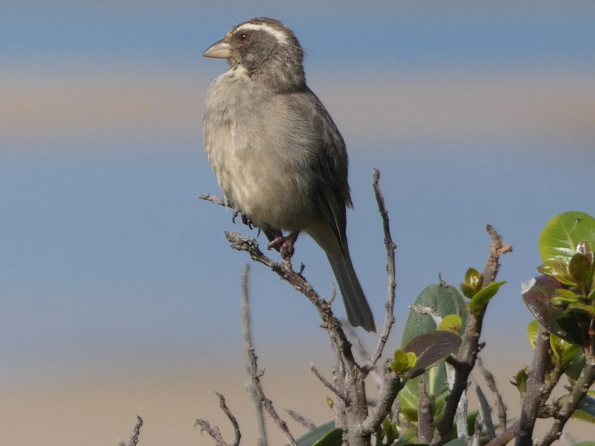 Witsand (Breede River)