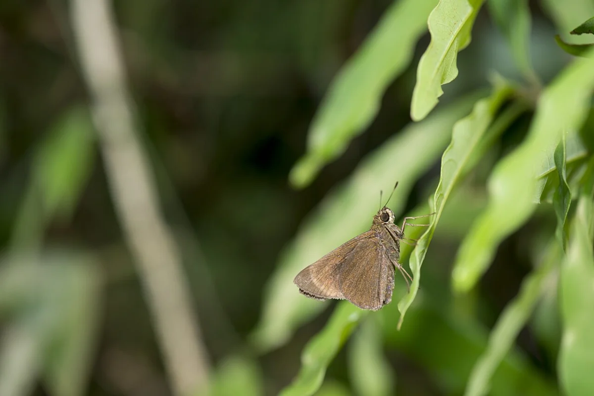 Yanuca